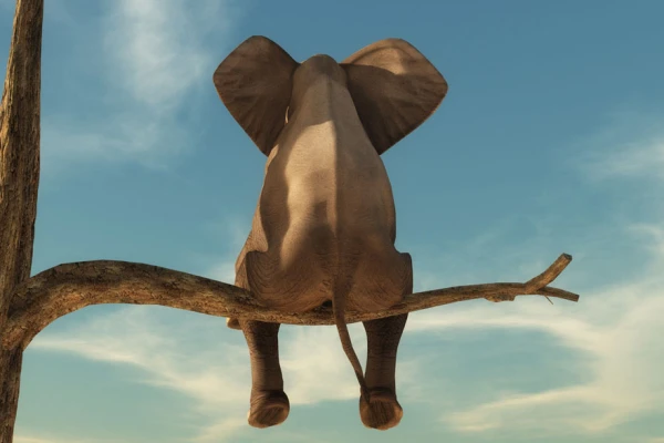 Ein einsamer Elefant sitzt auf einem Ast